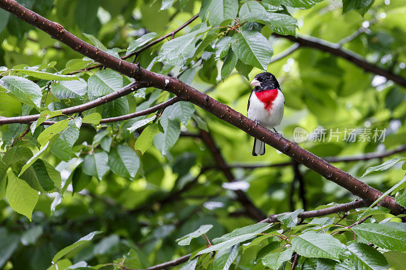 美丽的雄玫瑰胸grosp喙(Pheucticus ludocianus)坐在树枝上